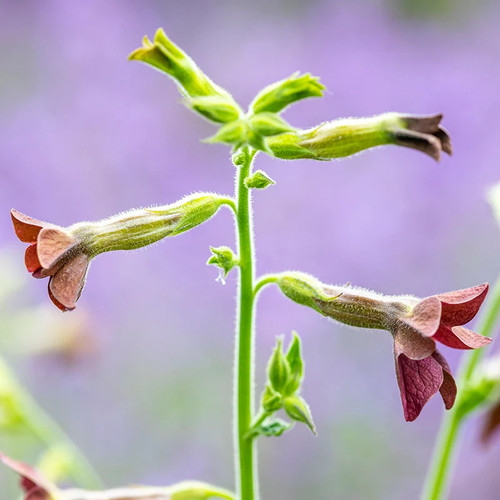 Nicotiana langsdorfii bronze - nicotiana,