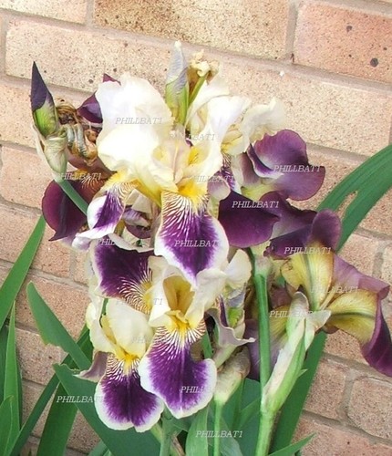 Rare stunning bearded iris - rare,