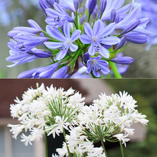 6 x Agapanthus Blue and White