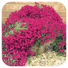  Aubretia 'Katie Red'
