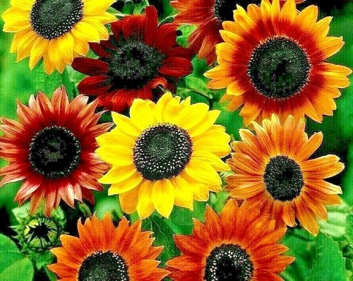 Seeds sunflower dwarf - seeds,