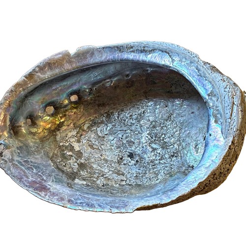 Natural abalone shell single - shell,,