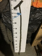 Blackthorn SHANK WALKING STICK