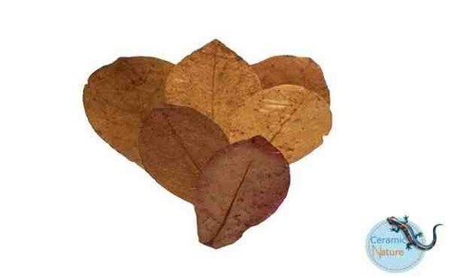 Catappa leaves - (medium),