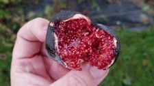 fig tree 1 cuttings uk -