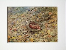 Woodcock bird george lodge - george,