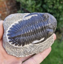 Trilobite Fossil  - Hollardops