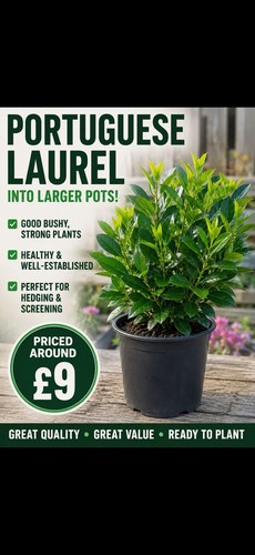 Portuguese laurel pots - portuguese,