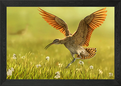 Eskimo curlew framed wall - curlew, art