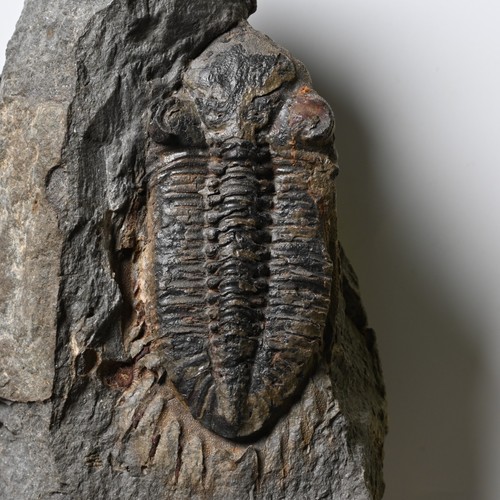 Rare trilobite france - trilobite,