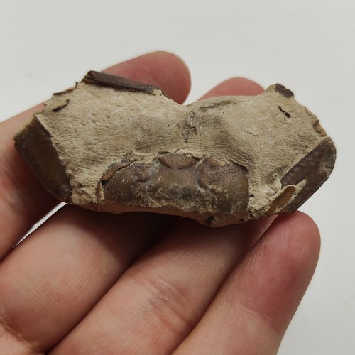 Jurassic natural crab - crab, animals