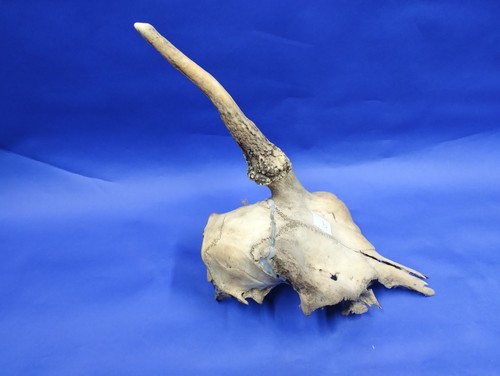 Roe deer skull - roe, 9