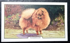 POMERANIAN  Toy Dog Breed
