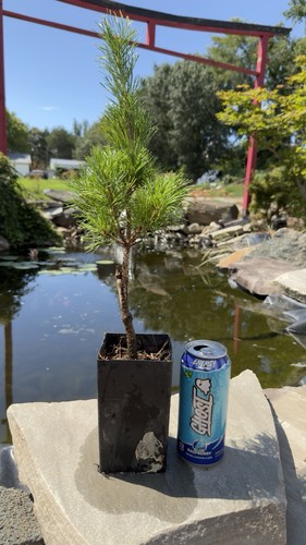 Japanese white pine - white,