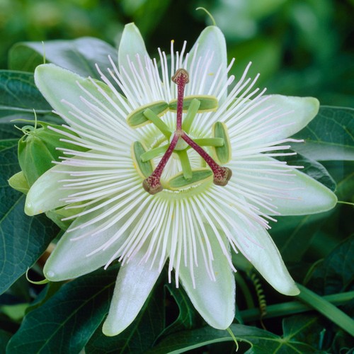 Passiflora constance elliot - 'constance, elliot'