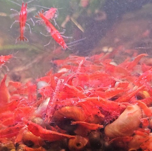 Fire red cherry shrimp - 5+1,