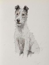 A Meynell Hunt Terrier Dog by Cecil Aldin - Antique Print 1930