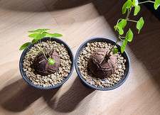 2 x Dioscorea Elephantipes 7cm