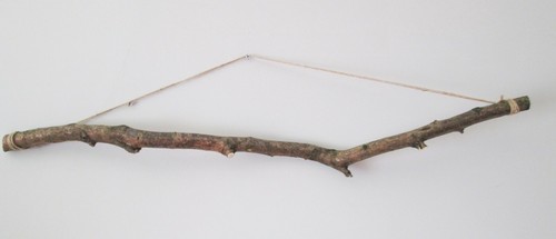 Birch natural tree crooked - natural,