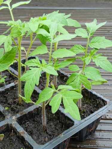 Tomato moneymaker plants 4 - tomato,