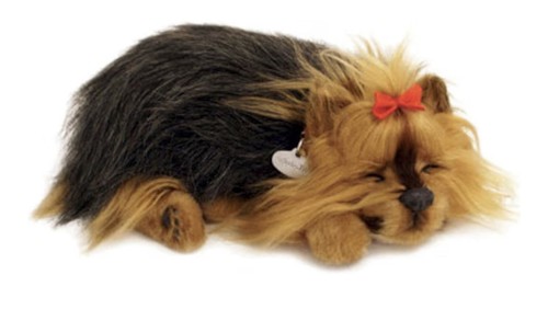 Perfect petzzz yorkshire - ,