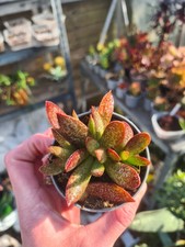 Adromischus Trigynus Calico