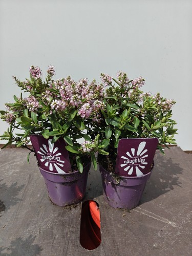 Hebe pink pot - hebe,