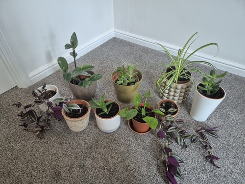 Healthy house plants - 10,
