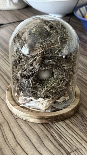 Real birds nest glass - a,