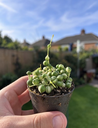 Variegated string pearls - string,