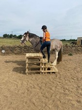 Equestrian 4 Step Mounting