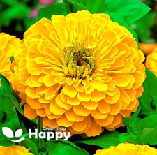 ZINNIA DAHLIA YELLOW - Canary Bird - 260 SEEDS - Zinnia elegans dahlia flowered