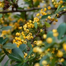 Pyracantha Saphyr Yellow