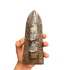 Standing orthoceras fossil - orthoceras,