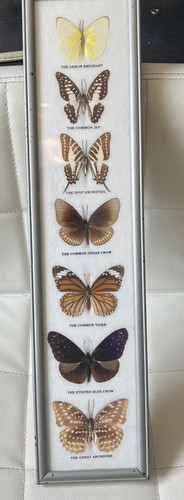 Vintage taxidermy butterfly - vintage,