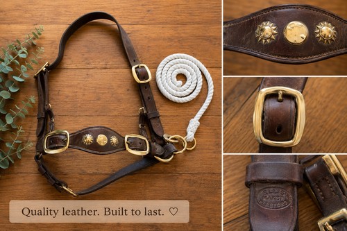 English leather bull cow - bull/cow, show