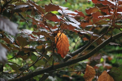 New copper beech tree cuttings - beech,