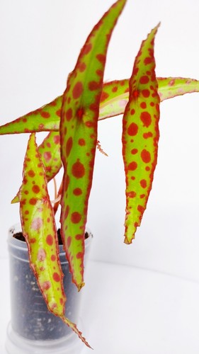 Begonia amphioxus rooted - begonia,