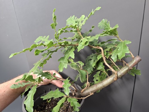 Part trained yamadori oak - part,