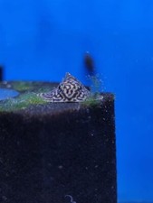 Butterfly hillstream loach - 2,