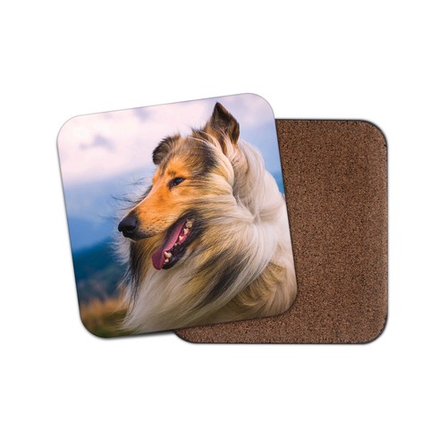 Beautiful rough collie - collie, drinks