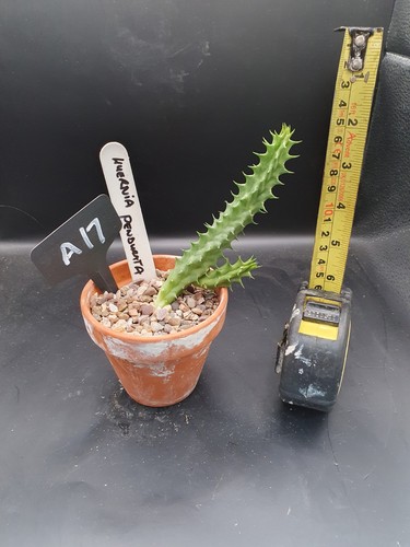 Huernia pendurata - huernia,