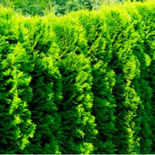 10 Western Red Cedar