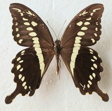 Papilio Contantinus Monticolus