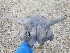 Bison Skull cap real historic