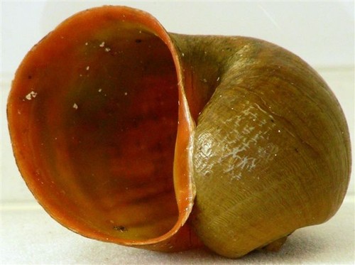 Natural apple snail shell - 2,