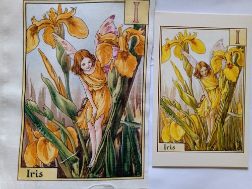 Iris alphabet flower - -,