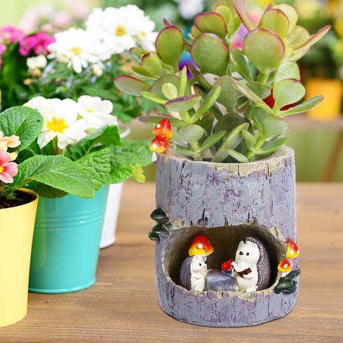 Flower sedum succulent pot - succulent,