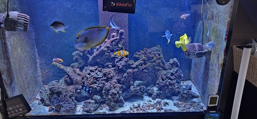 Aquareef 300 aquarium fish - aquareef,