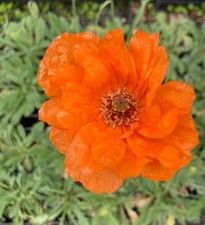 Poppy Tangerine Orange Papaver